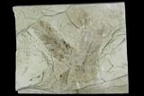Fossil Climbing Fern (Ligdonium) Leaf - Green River Formation #111415-1